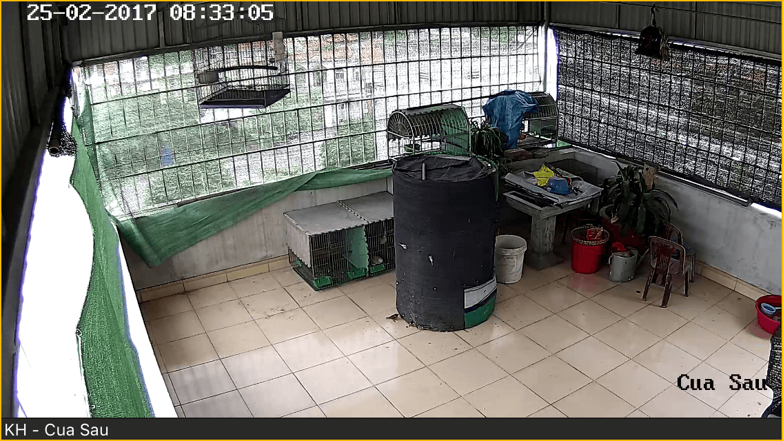 Hoa Phượng Camera